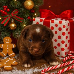 Brownie - Red & white male Miniature Australian Shepherd puppy in Reidsville, North Carolina from Cherry Grove Kennel