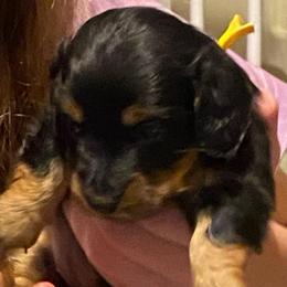 ASHA AKC REGISTERED FEMALE - Black and tan female Dachshund puppy in Elizabethtown, Kentucky from Teeny Tiny Puppy Tails