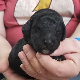 Poodles from Adams Family Companions