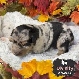 Divinity - Blue merle female Australian Shepherd puppy in El Dorado Springs, Missouri from OR Aussies