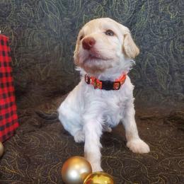 Penny - Cream female Labradoodle puppy in Siloam Springs, Arkansas from Siloam Doodles