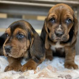 Basset Hounds and Cockapoos from Susie's Puppies