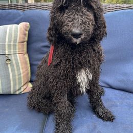Freddie (red boy) - Parti male Poodle puppy in Gainesville, Georgia from Rose’s Goldendoodles & Standard Poodles