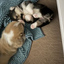 Red boy - Red male Pembroke Welsh Corgi puppy in Gaston, Oregon from Timberside