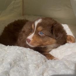 Coral - Red tri-color female Australian Shepherd puppy in Springfield, Oregon from Shelter Cove Aussies