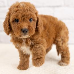 Cavapoo puppies from Marlene's Doodles