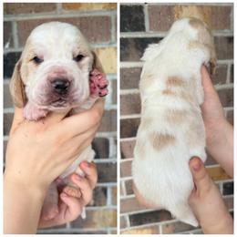 Yellowstone - Red and white male Basset Hound puppy in Red Bay, Alabama from Maple Street Bassets