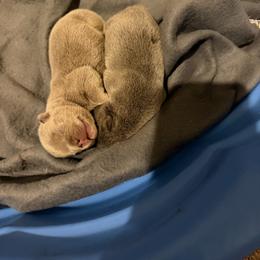 Boy 2 - Blue male French Bulldog puppy in Newport News, Virginia from Frankie's Frenchie's