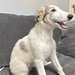 Girl 1 - female Borzoi puppy in Texas from Houston Borzoi