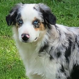 Doe - Blue merle female Miniature Australian Shepherd puppy in Florida from All Champions Mini Aussies & ABW Great Danes