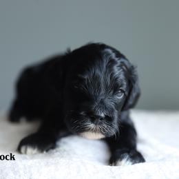 Brock - Black male Cockapoo puppy in Canastota, New York from Silver City Cockapoos