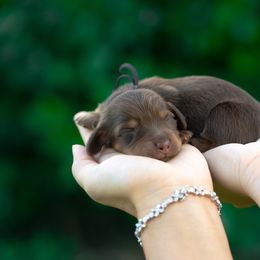 Fifi - Chocolate and tan female Dachshund puppy in Fort Myers, Florida from Blossom Paws