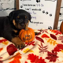 Dahlia - Black and mahogany female Rottweiler puppy in Crivitz, Wisconsin from Khaotic Rottweilers
