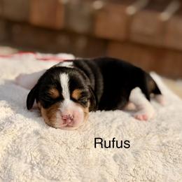 Rufus - Black tan and white male Beagle puppy in Mansfield, Missouri from Rippee Creek Kennel