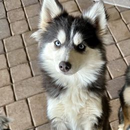 Havasu - Pomsky