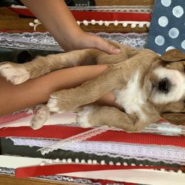 Goldendoodle Puppies from Dapper Doodles of Tennessee