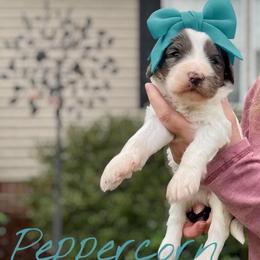 Peppercorn - Merle female Goldendoodle puppy in Mocksville, North Carolina from Little Bear Doodles