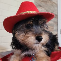 Companion Crosses, Miniature Schnauzers, and Yorkshire Terriers from Puppy Sugars Kennels