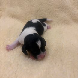 Boy 2 - Black white and tan male Beagle puppy in Gentry, Arkansas from HC Puppy Ranch