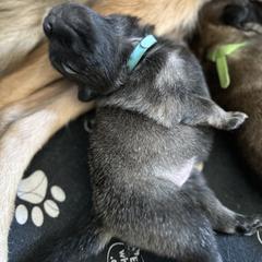Belgian Tervuren Puppies from Moonlight Tervuren