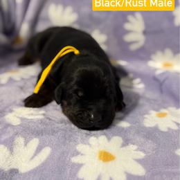 Yellow Collar - Black and rust male Doberman Pinscher puppy in Lake City, Florida from Paintedcrazy Doberman Pinchers