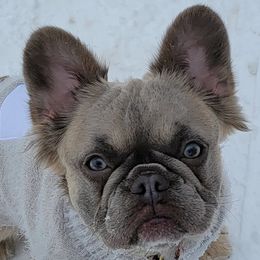 French Bulldogs from Lilac Allure Frenchies