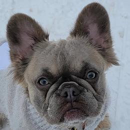 French Bulldogs from Lilac Allure Frenchies