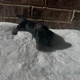 Yellow Collar F - Black and tan female Dachshund puppy in Odessa, Texas from K9 Royal Club