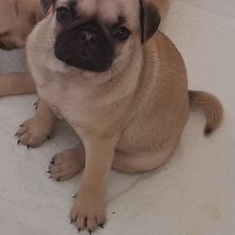 Crystal - Fawn female Pug puppy in Marshville, North Carolina from adorable pug puppies