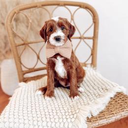 Skye - Red  male Goldendoodle puppy in Chesapeake, Virginia from Buck's Pups