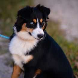 Alaska - Miniature Australian Shepherd