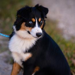 Alaska - Miniature Australian Shepherd