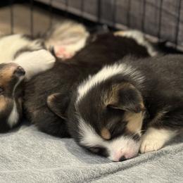 Pembroke Welsh Corgi Puppies from Blue Angel Kennels