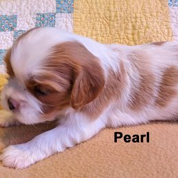 Cavalier King Charles Spaniel Puppies from Poor Ridge Ranch