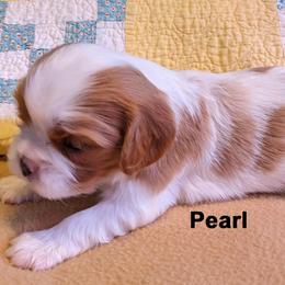 Cavalier King Charles Spaniel Puppies from Poor Ridge Ranch