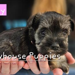 Cindy - Salt and pepper female Miniature Schnauzer puppy in Lebanon, Missouri from Playhouse Puppies