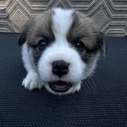 Pembroke Welsh Corgi Puppies from Ok hear me out. Corgis