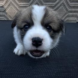Pembroke Welsh Corgi Puppies from Ok hear me out. Corgis