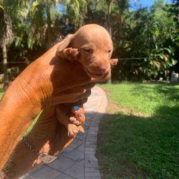 Flash - Red female Dachshund puppy in Florida from Lazy Acres Farm