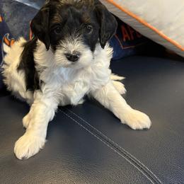 Brown collar boy - Tri-color male Bernedoodle puppy in Colorado Springs, Colorado from Pikes Peak Doodles