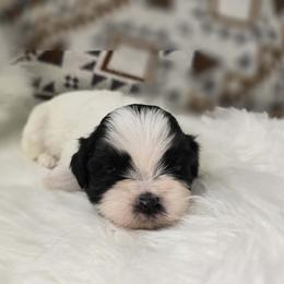 Shih Tzu Puppies from Shih Tzus of Gilbert