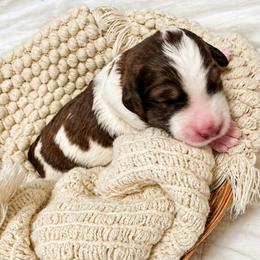 Porter - Brown and white male Bernedoodle puppy in Mint Hill, North Carolina from Ball-Y-Hoo Bernedoodles