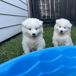 Samoyed Puppies from Southern Roux Samoyeds