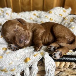 Eclair is burgundy collar female from Stroodles Bake Sale litter - Red  female Goldendoodle puppy in Hamilton, Montana from Stroodles Doodles