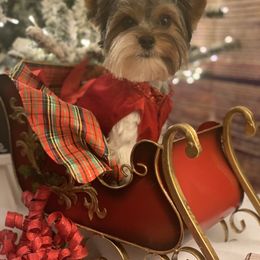 Biewer Terrier and Havanese All Grown Up from Country Sweet Havanese and Bee Happy Biewers