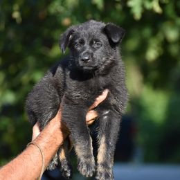 Brown - Bi-color male German Shepherd puppy in Cherryville, North Carolina from Masky Kennel