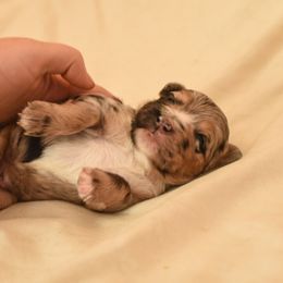 Aussiedoodle, Australian Labradoodle, Bernedoodle, and Golden Retriever Puppies from Golden Light Puppies