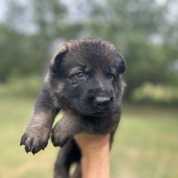 Hugo - Sable male German Shepherd puppy in Milan, Illinois from Stonewick German Shepherds