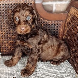 John Lennon - Chocolate male Australian Labradoodle puppy in Decatur, Alabama from Southern Meadows Doodles