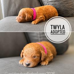 Twyla - Apricot female Golden Aussiedoodle puppy in Hyrum, Utah from Goldendoodledoo Farms